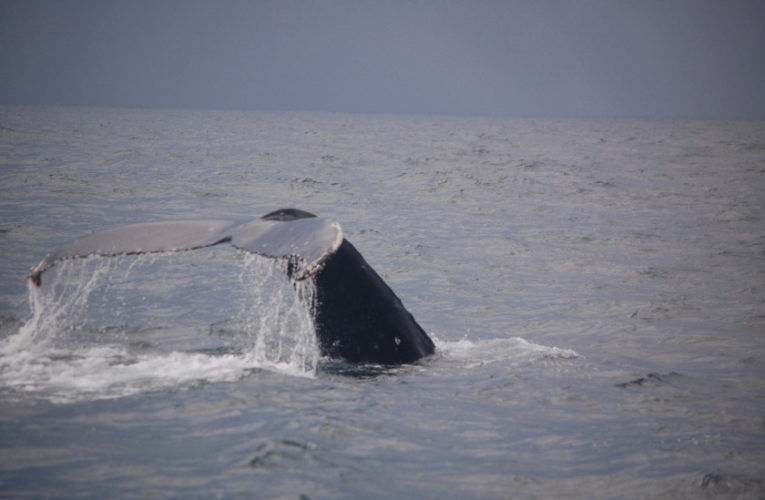 Arlington: A glimpse of hope? CBD and PTSD.