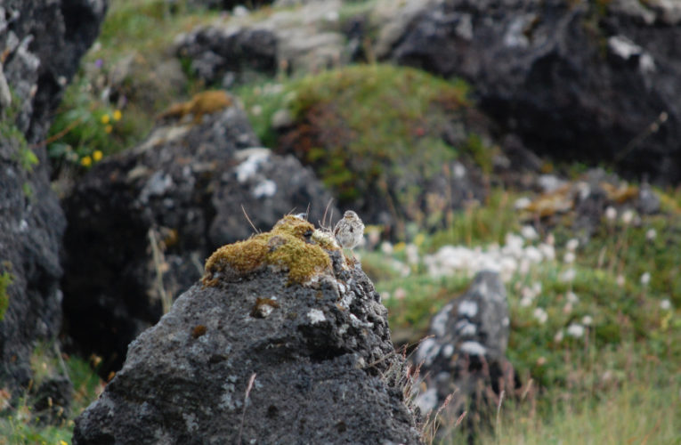 Arlington: Post-school holidays re-set. PTSD self-scan.