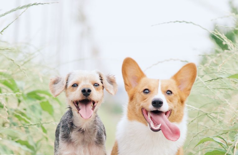 Preventing Home Dog Fights in Arlington